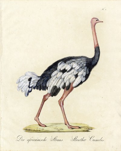 De Afrikaanse struisvogel (print) door Karl Joseph Brodtmann