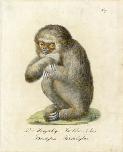 Drievingerluiaard (print) door Karl Joseph Brodtmann