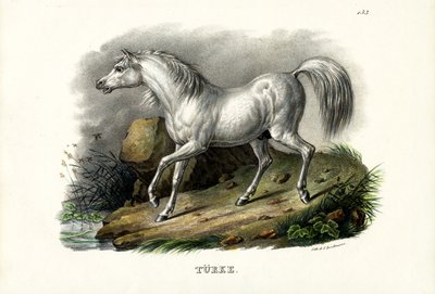 Turks paard, 1824 door Karl Joseph Brodtmann