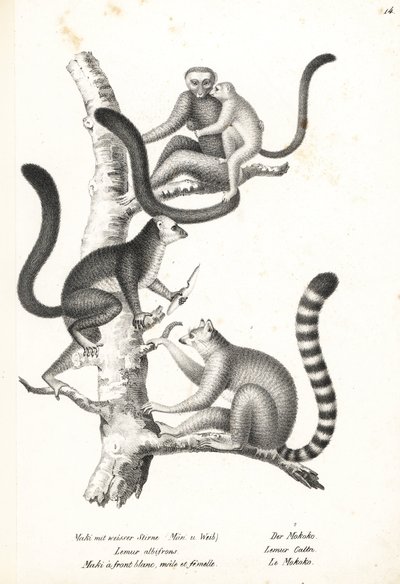 Witkopmaki, Eulemur albifrons, mannetje en vrouwtje, bedreigd 1, en ringstaartmaki, Lemur catta, bedreigd 2. Lithografie door Karl Joseph Brodtmann uit Heinrich Rudolf Schinz