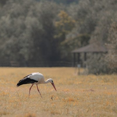 Heron Pagode, 2021 (foto) door Katha Wood