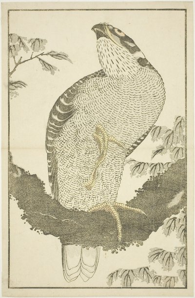 Havik, uit Het Prentenboek van Realistische Schilderijen van Hokusai (Hokusai shashin gafu) door Katsushika Hokusai