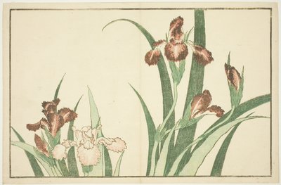 Iris, uit Het Prentenboek van Realistische Schilderijen van Hokusai (Hokusai shashin gafu) door Katsushika Hokusai