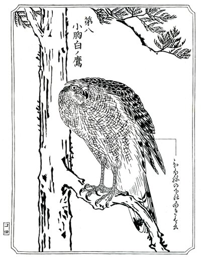 Een havik, 1898 door Kawanabe Kyosai