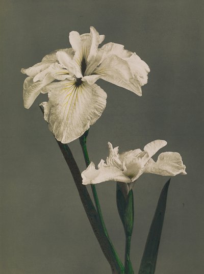 Iris Kaempferi, 1896 door Kazumasa Ogawa