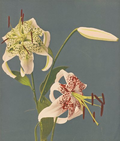 Lelies, 1897 door Kazumasa Ogawa