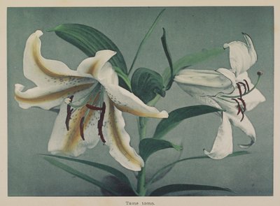 Lily door Kazumasa Ogawa