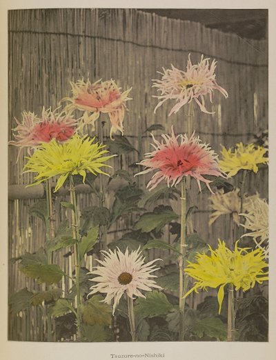 Tsuzure-no-Nishiki door Kazumasa Ogawa