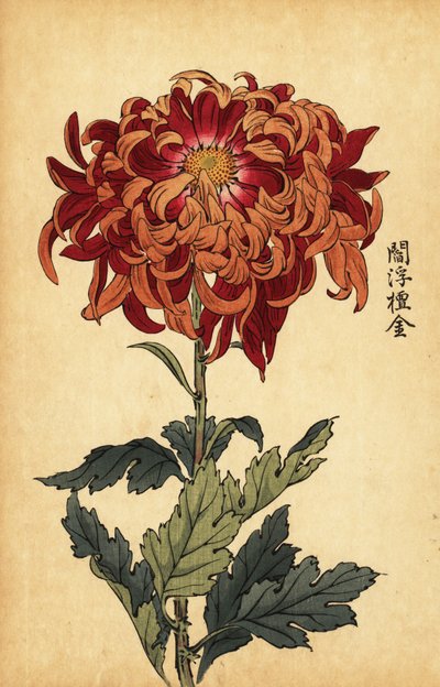 Hybride oranje en karmozijnrode chrysant door Keika Hasegawa