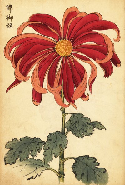 Hybride scharlaken en roze chrysant door Keika Hasegawa