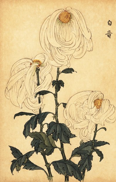 Hybride witte chrysant door Keika Hasegawa