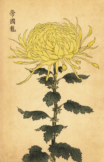 Hybride gele chrysant door Keika Hasegawa