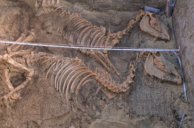 Opgraving van de resten van tien ezels naast een koninklijke begrafenisinperking, Abydos door Kenneth Garrett