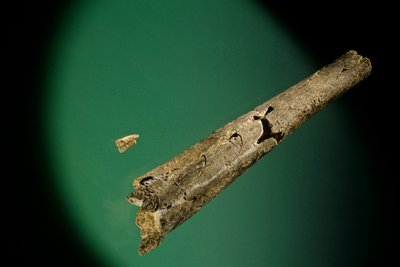 Scheenbeen en onderste snijtanden, Boxgrove, Engeland, 500000 BP, Homo Heidelbergensis fossielen door Kenneth Garrett