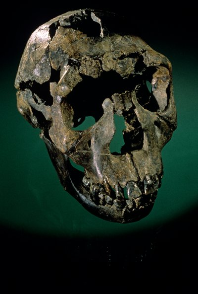 Turkana Boy, Kenia, West-Turkana, Lake Turkana, KNMER-WT15000, H. erectus, Nariokotome, 2008 (foto) door Kenneth Garrett