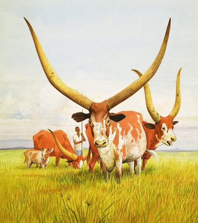 De langste hoorns! ... Behoren tot de Bahima langhoornige runderen van Oeganda door Kenneth Lilly