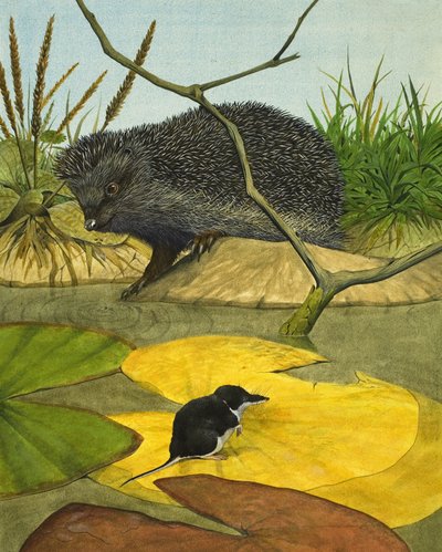 Waterspitsmuis en egel door Kenneth Lilly