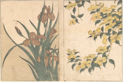 Kersenbloesems en irissen, uit het geïllustreerde boek Bloemen van de vier seizoenen door Kitagawa Utamaro
