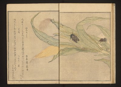 Cicade en spin op maïs door Kitagawa Utamaro