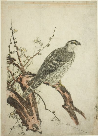 Havik op een pruimentak door Kitagawa Utamaro