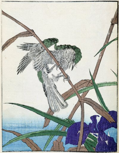 Vogel op een boom. Japanse tekening door Kitao Kosuisai door Kitao Shigemasa