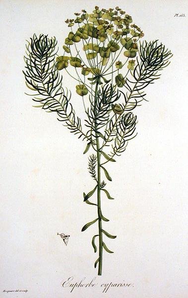 Euphorbia Cyparissias uit 