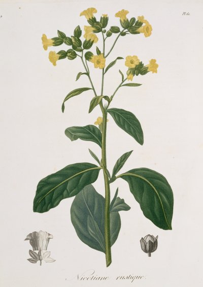 Nicotiana uit 