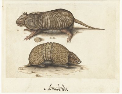Albumblad met twee gordeldieren door Lambert Lombard (rejected attribution)