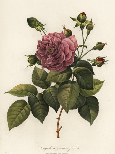 Bengaalse roos, Rosa chinensis variëteit, Bengale a grandes feuilles door Langlois Langlois