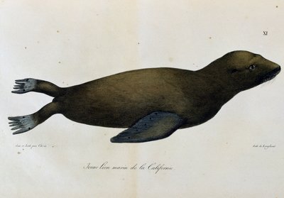 Jonge zeeleeuw, Californië, uit Voyage pittoresque autour du monde door Langlume Langlume
