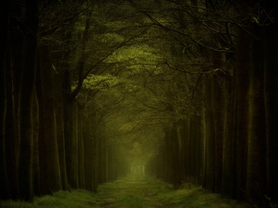 Pad door het donkere bos door Lars van de Goor †