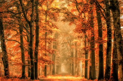  door Lars van de Goor †