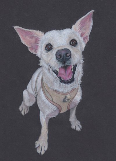 Fluffy , 2025 (kleurpotlood op getint papier) door Laurie Michaels