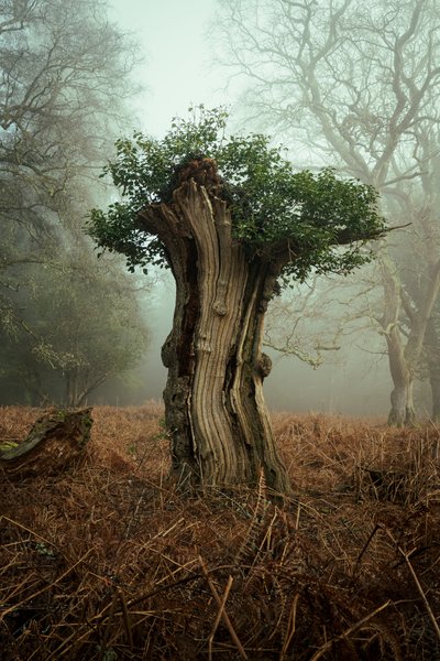 Oude Bonsai, 2025 (foto) door Lee Cooper