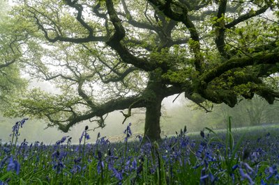 Oude Groenen, 2025 (foto) door Lee Cooper
