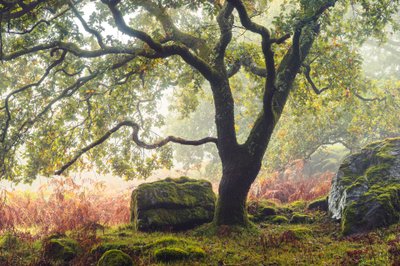 Forgotten Lands, 2024 (foto) door Lee Cooper