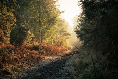 Spook van het bos, 2025 (foto) door Lee Cooper