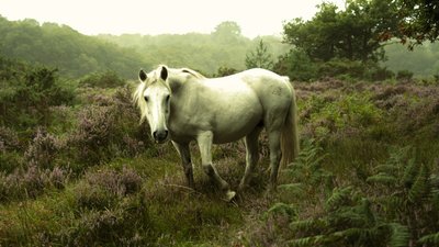 In de Gloaming, 2023 (foto) door Lee Cooper