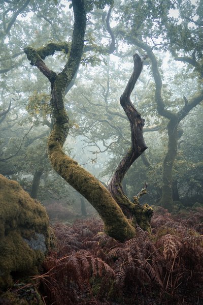 Lantaarn in de bomen, 2024 (foto) door Lee Cooper