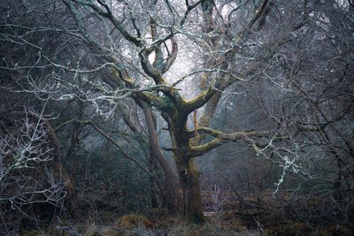Roots of Time, 2022 (foto) door Lee Cooper