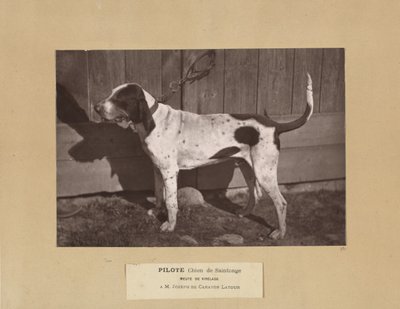 Pilote, Chien de Saintonge, Meute de Virelade, A.M. Joseph de Carayon Latour door Leon Cremiere