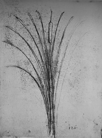 Een lisdodde, ca. 1480 1945 door Leonardo da Vinci
