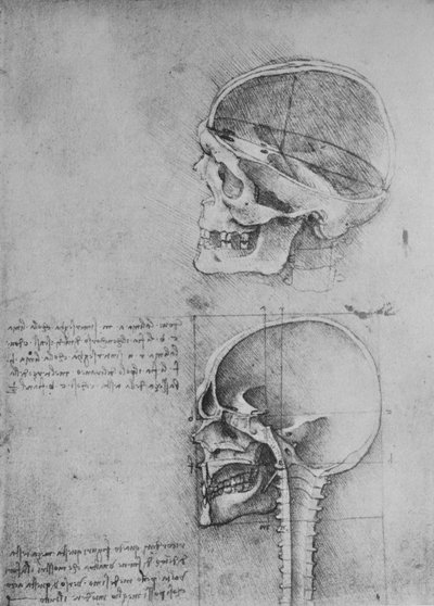 Anatomische Tekeningen van Twee Schedels in Profiel naar Links, ca. 1480 door Leonardo da Vinci