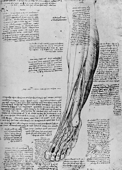 Anatomische studie van voetspieren, 1928 door Leonardo da Vinci