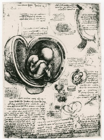 Anatomische Schets van een Menselijke Foetus in de Baarmoeder door Leonardo da Vinci