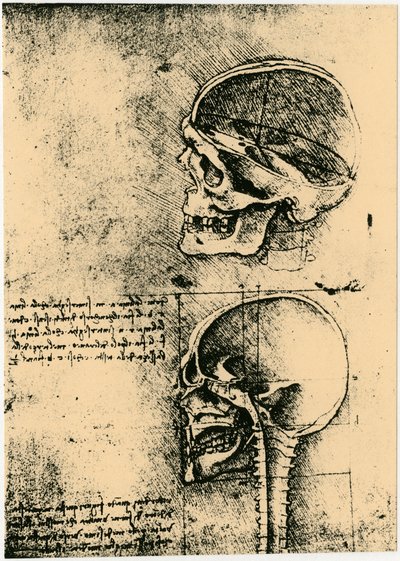Anatomische schets, twee studies van een menselijke schedel, ca. 1489 door Leonardo da Vinci