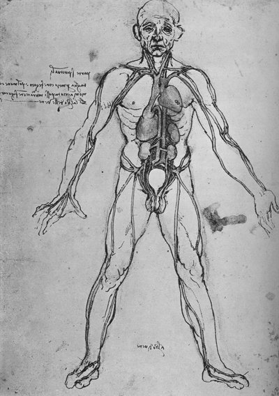 Man getekend als anatomische figuur om het hart, de longen en de hoofdslagaders te tonen, ca. 1480, 1945 door Leonardo da Vinci