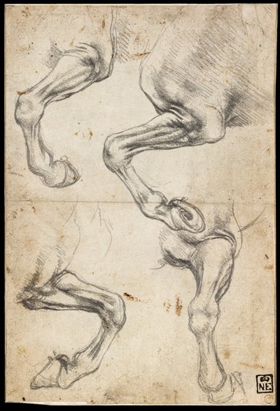 Studies van het paardenbeen door Leonardo da Vinci