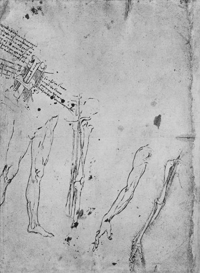 Studies van Benen, van de Botten en Pezen van een Been, van een Arm, en van de Botten en Pezen van een A door Leonardo da Vinci