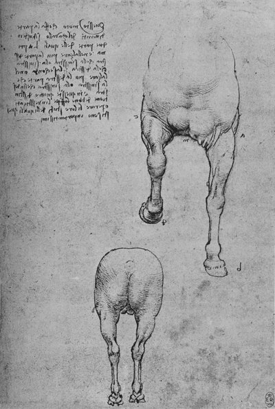 Studies van de voor- en achterkwartieren van een paard, c1480 door Leonardo da Vinci